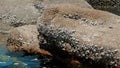 Group Of Barnacles And Limpets On Textured Rock At Low Tide. Old Stone Wall Covered With Barnacles. Detail Of Attached