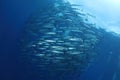 Group of Barracudas Royalty Free Stock Photo