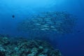 Group of Barracudas Royalty Free Stock Photo