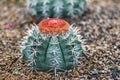 Group of barrel cactus tropical plant Royalty Free Stock Photo