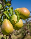 Group of Bartlett pears in an orchard