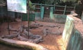 Bask of crocodiles in Nandankanan Zoological Park, India