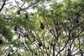 group of bat bird or flying fox hanged on a large tree Royalty Free Stock Photo