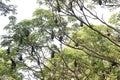 group of bat bird or flying fox hanged on a large tree Royalty Free Stock Photo