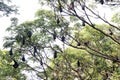 group of bat bird or flying fox hanged on a large tree Royalty Free Stock Photo