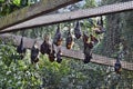 Group of Bat flying fox Royalty Free Stock Photo