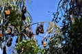 Group of Bat flying fox Royalty Free Stock Photo