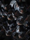 Bats in flight Royalty Free Stock Photo
