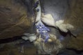 Group of bats hanging from the ceiling of the cueva caja de agua, a dark cave in Paicol.