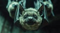 Group of bats hanging upside down in cave Royalty Free Stock Photo