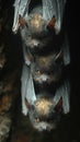 Group of bats hanging upside down in cave Royalty Free Stock Photo