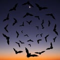 A group of bats, silhouette against a twilight sky, are depicted flying in a circular pattern. Royalty Free Stock Photo