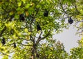 Group of Bats sleeping on tree. Royalty Free Stock Photo