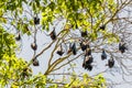Group of Bats sleeping on tree. Royalty Free Stock Photo