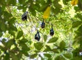 Group of Bats sleeping on tree. Royalty Free Stock Photo