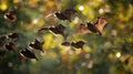 A group of bats soaring through the air their echolocation joining in with the other sounds of the forest. .