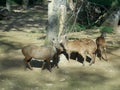 Group of bawean deer in Taman Safari Park Cisarua Bogor Indonesia