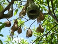 Group of Baya Weaver (Ploceus philippinus) bird nest on tree plant branch Royalty Free Stock Photo