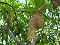 Group of Baya Weaver (Ploceus philippinus) bird nest on tree plant branch Royalty Free Stock Photo