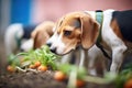 a group of beagles digging in a garden