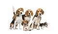 Group of Beagles dog standing isolated on a white background Royalty Free Stock Photo