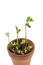 Group of Bean Sprouts in Clay Pot Isolated on White Vertical Royalty Free Stock Photo