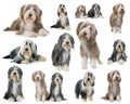 Group of bearded collie