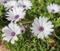 Group of beautiful african moon flowers in a garden