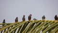 Group of beautiful bird Java sparrow & x28;Lonchura oryzivora Royalty Free Stock Photo