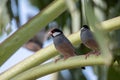 Group of beautiful bird Java sparrow (Lonchura oryzivora Royalty Free Stock Photo