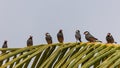 Group of beautiful bird Java sparrow (Lonchura oryzivora Royalty Free Stock Photo