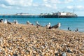 Group of beautiful bird seagull standing on the beach at Brighton Pier, UK. The famous place for local people and traveler in Royalty Free Stock Photo