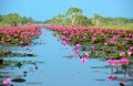 Group of beautiful blossom lotus