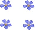 A group of beautiful blue flowers on a white background.