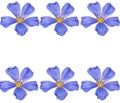 A group of beautiful blue flowers on a white background.