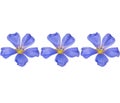 A group of beautiful blue flowers on a white background.