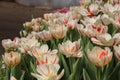 Group of beautiful bouquet white tulip Royalty Free Stock Photo