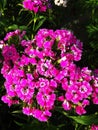 Group of beautiful and charming Red Stock flowers in a park