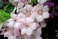 A group of beautiful Clematis pink fantasy flowers