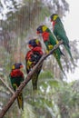 A group of beautiful colored parrots sits in a cage in Bird Park