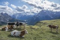 Group of beautiful cows in colors of black and brown, resting at the Italian Dolomites