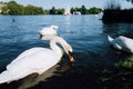 Group of beautiful cute white grace swans on the Alster lake on a sunny day. White pleasure sail boat in background