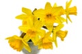 Group of beautiful Daffodil flowers isolated against white Royalty Free Stock Photo