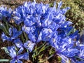 Group of beautiful and delicate first early spring flowers - The Syrian Iris in the garden flower bed Royalty Free Stock Photo