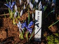 Group of beautiful and delicate first early spring flowers - The Syrian Iris in the garden flower bed Royalty Free Stock Photo