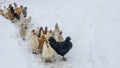 Group of beautiful domestic white hens and black rooster are walking through snow on a snowy winter day Royalty Free Stock Photo