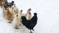 Group of beautiful domestic white hens and black rooster are walking through snow on a snowy winter day Royalty Free Stock Photo