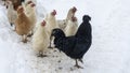 Group of beautiful domestic white hens and black rooster are walking through snow on a snowy winter day Royalty Free Stock Photo