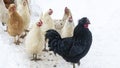 Group of beautiful domestic white hens and black rooster are walking through snow on a snowy winter day Royalty Free Stock Photo