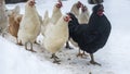 Group of beautiful domestic white hens and black rooster are walking through snow on a snowy winter day Royalty Free Stock Photo